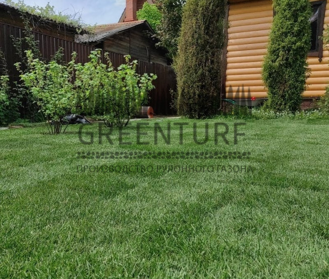 Озеленение территории в Домодедовском районе д. Сонино - фото - 9