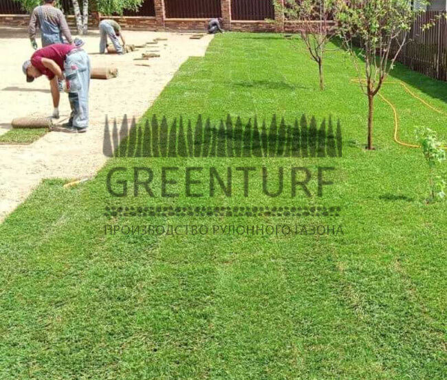 Озеленение территории Руза Фэмили Парк - фото - 8